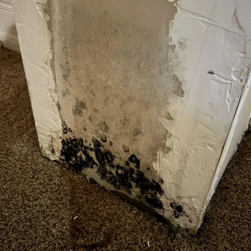 Professional Mold Removal in Oak Grove, TN